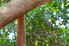 BROWN LEMUR