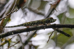 SOFT NOSED CHAMELEON