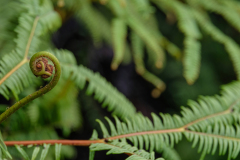 FERNS - MADAGASCAR