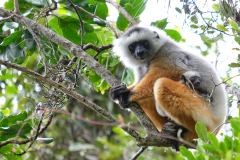 BLACK LEMUR