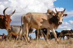 ZEBU