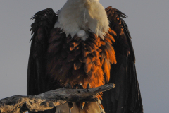 AFRICAN FISH EAGLE