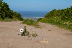 SPRING WEST COAST
