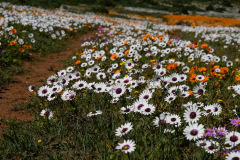 SPRING WEST COAST