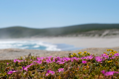 SPRING WEST COAST