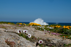 SPRING WEST COAST
