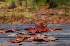 AUTUMN CANADA