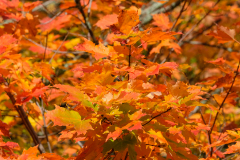 AUTUMN CANADA