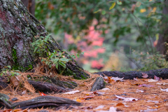 AUTUMN CANADA