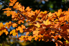 AUTUMN CANADA