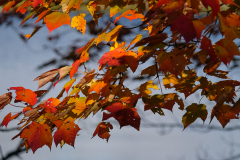 AUTUMN CANADA
