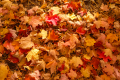 AUTUMN CANADA