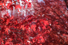 AUTUMN CANADA