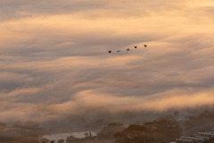FLOCK IN CLOUDS