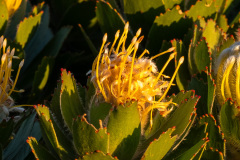 PROTEA TRIO