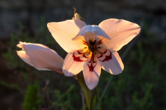PAINTED LADY AT DAWN