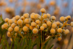 FYNBOS AT DAWN